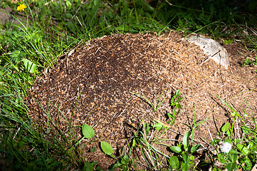 Image showing Ant Hill