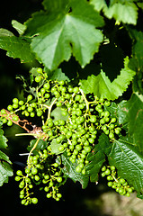 Image showing Small Green Grapes in Vineyard in Summer