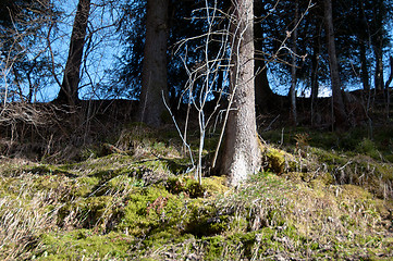 Image showing The edge of a wood