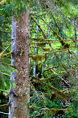 Image showing tree, covered with moss