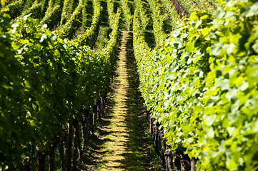 Image showing Wineyards In Early Summer