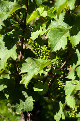 Image showing Small Green Grapes in Vineyard in Summer