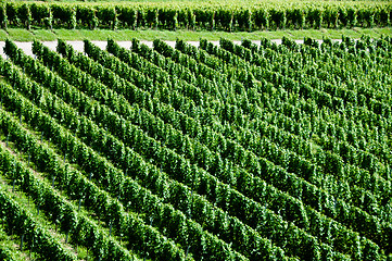 Image showing Wineyards In Early Summer