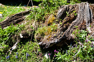 Image showing Alpine tree stump