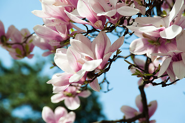 Image showing Magnolia blossom