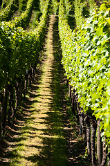 Image showing Wineyards In Early Summer