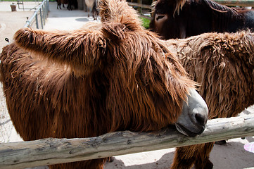 Image showing Rare Poitou Donkeys