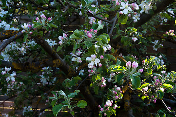 Image showing Apple Blossom