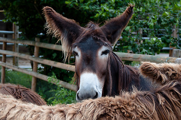 Image showing Rare Poitou Donkeys