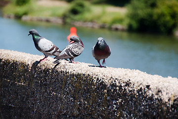 Image showing Pigeons Resting