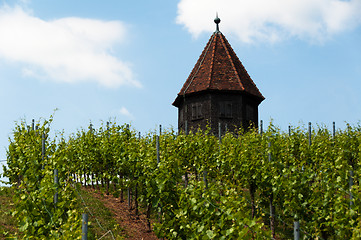 Image showing Vineyard with Melac Tower in Obertürkheim