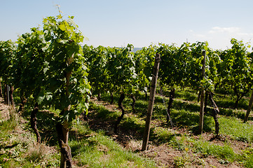 Image showing Wineyards In Early Summer