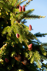 Image showing flowering fir branch