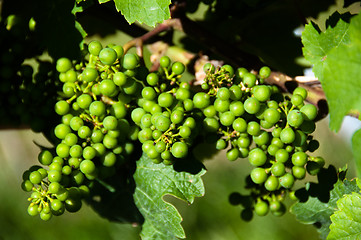 Image showing Small Green Grapes in Vineyard in Summer