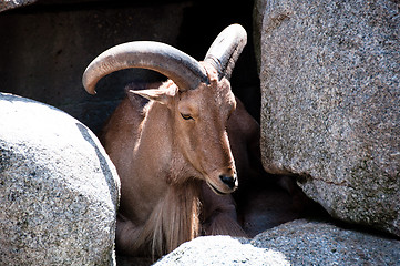 Image showing Mountain Goat