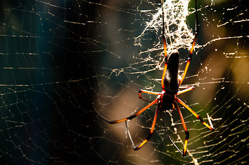 Image showing Spider On The Net