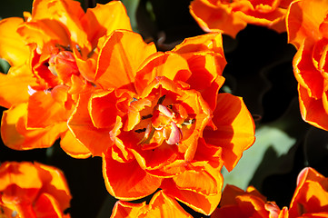 Image showing Red Orange Tulips garden
