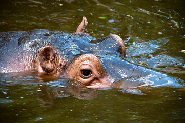 Image showing Happy Hippo Portrait