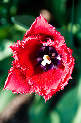 Image showing Red Tulip in Garden