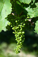 Image showing Small Green Grapes in Vineyard