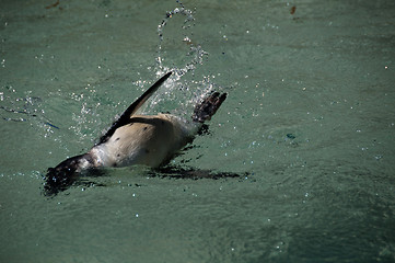 Image showing Penguin