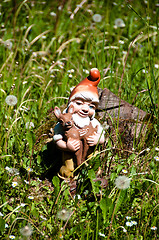 Image showing Garden Dwarf