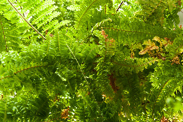 Image showing Fern Plant in Sunlight