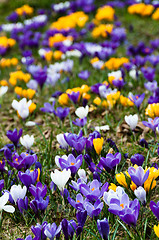 Image showing Crocus In Grass