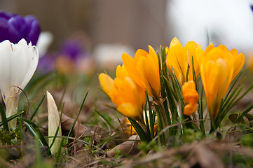 Image showing Crocus In Grass