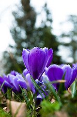 Image showing Crocus In Grass