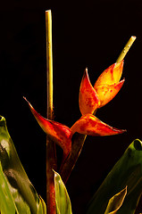 Image showing Lobster Claw / Heliconia flower