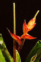 Image showing Lobster Claw / Heliconia flower