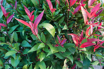 Image showing Closeup a bunch of Christina leaf 