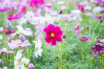 Image showing Field of colorful beautiful Cosmos Flower