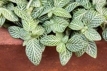 Image showing Lush foliage grow in clay pot