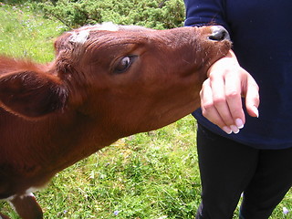 Image showing Calf