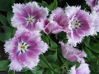 Image showing Fluffy tulips