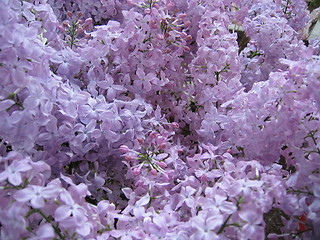 Image showing Lilacs close up
