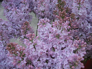 Image showing Violet lilacs