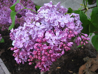 Image showing Lilacs