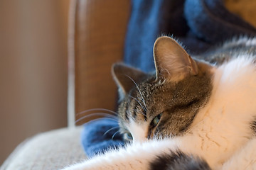 Image showing Cat nap
