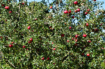 Image showing Apple tree