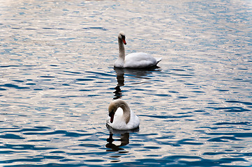 Image showing Swans in Lake Constance