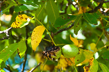 Image showing Walnuts on the tree