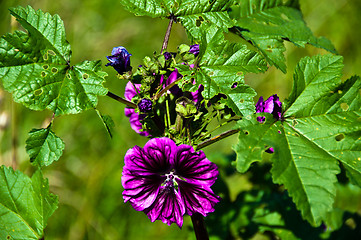 Image showing Hollyhock