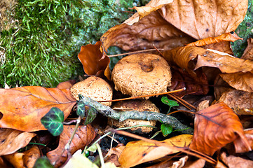 Image showing Fall scenery with mushrooms