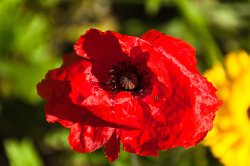 Image showing Red Poppy Flower