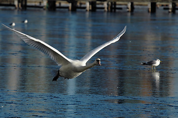 Image showing Flying swan