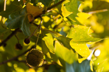 Image showing Sycamore fruits and leaves