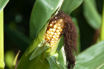 Image showing Growing Corn